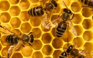 Media_http7mshcdncomw_tigul